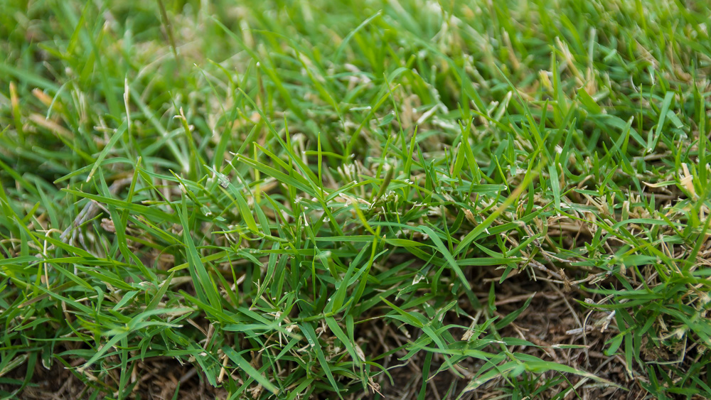 Drought Stress St Augustine Grass VS. Bermuda Grass in Texas No