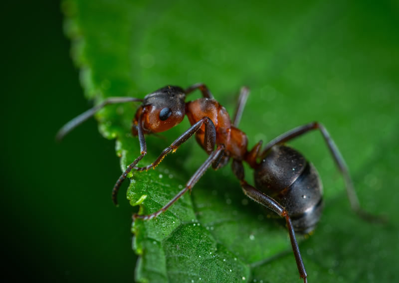 ant-bug-insect-1104974-opt Weed Xtinguishers
