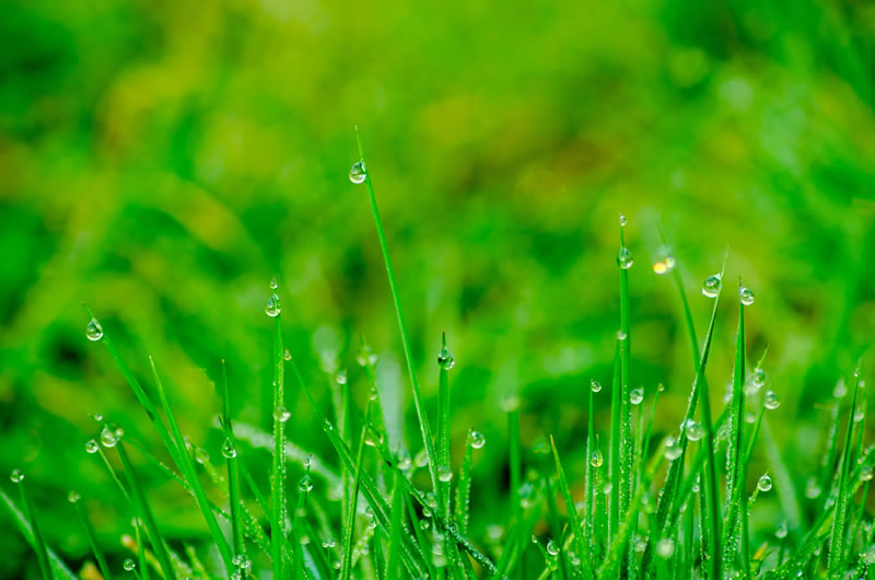 background-blade-blur-352096-opt Weed Xtinguishers