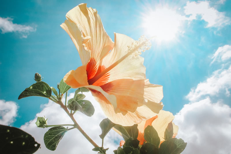 beautiful-bloom-blooming-666839-opt