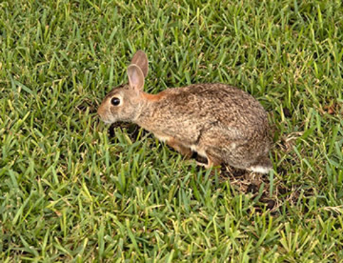 Rabbits – The Fluffy, Summertime Nuisance In Yards