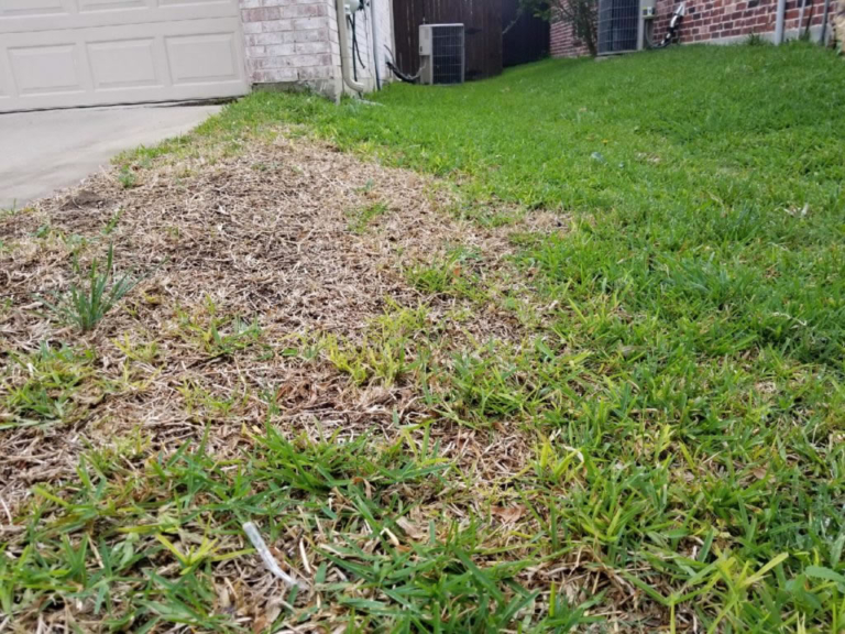 Identifying TakeAll Root Rot No Bugs No Weeds